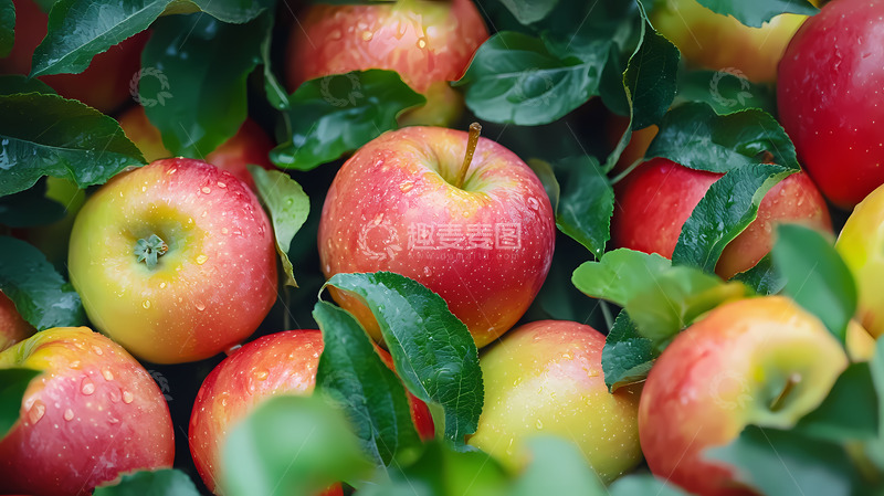 高清大图下载【趣麦麦图】新鲜采摘苹果