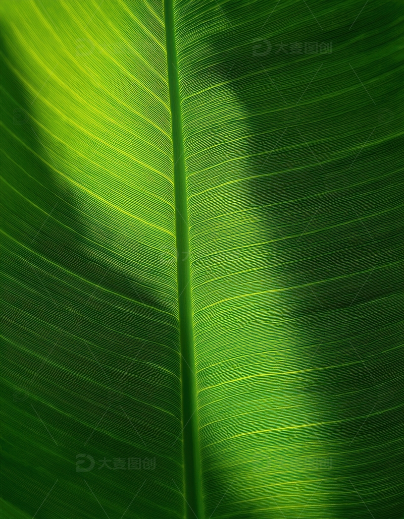 高清大图下载【趣麦麦图】绿色叶片光影交错景象