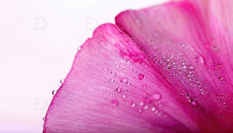 高清大图下载【趣麦麦图】带水珠的粉色花瓣景致1