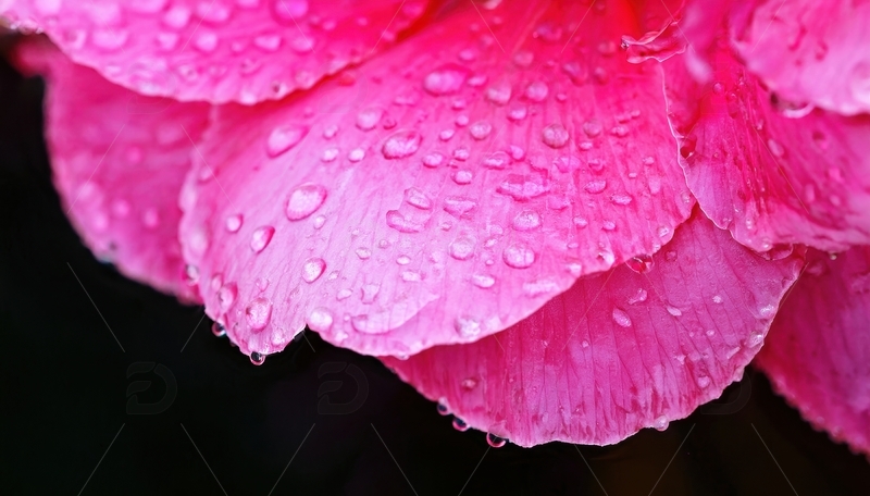 高清大图下载【趣麦麦图】覆水珠的粉色花瓣画面