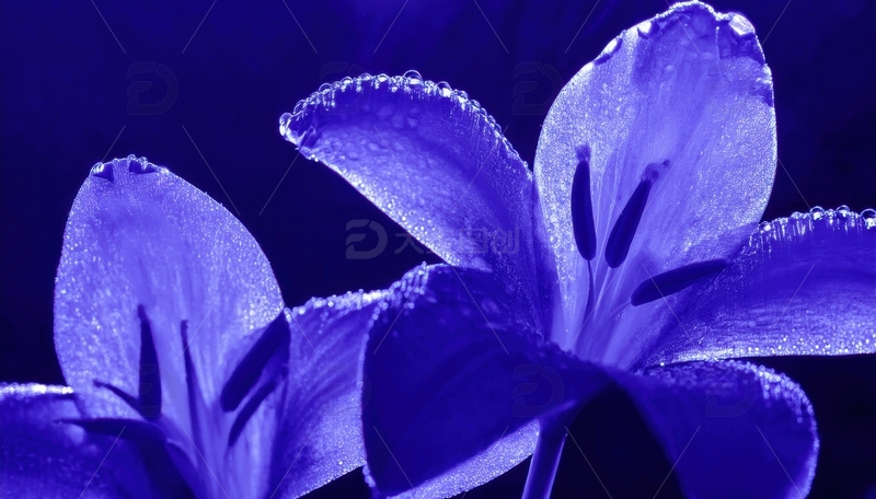 高清大图下载【趣麦麦图】带水珠的紫色花朵