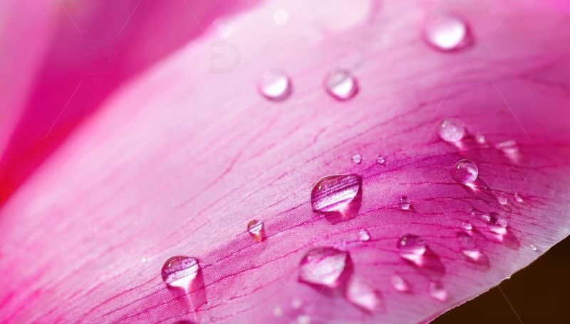 高清大图下载【趣麦麦图】粉色花瓣水珠分布细节1