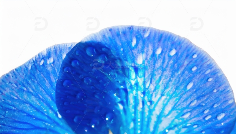 高清大图下载【趣麦麦图】带水珠的蓝色花瓣特写