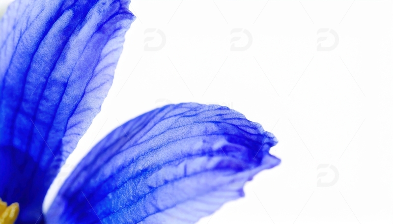 高清大图下载【趣麦麦图】蓝色花瓣的纹理特写1