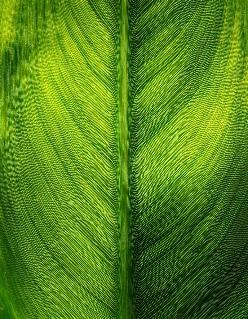 高清大图下载【趣麦麦图】翠绿叶片的光影纹理特写