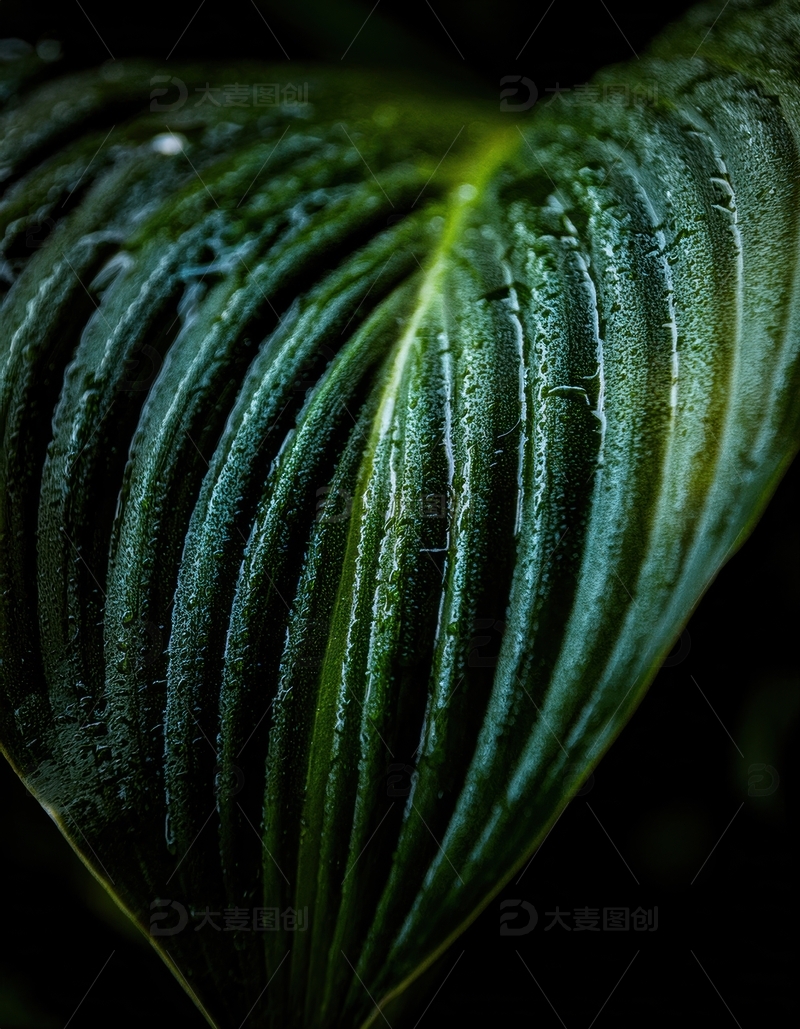 高清大图下载【趣麦麦图】带水珠的深绿心形叶片