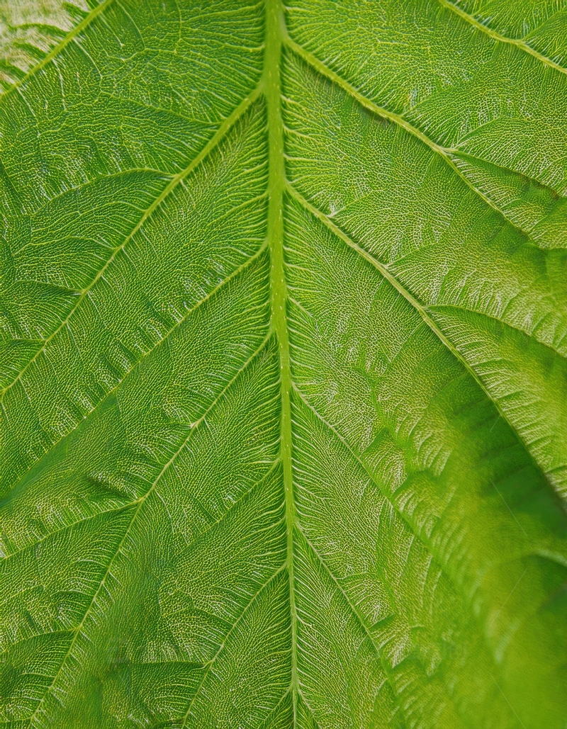高清大图下载【趣麦麦图】翠绿叶片的清晰脉络画面