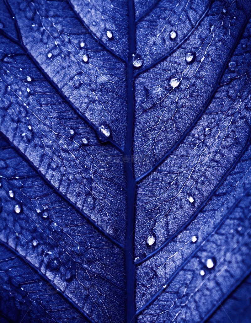 高清大图下载【趣麦麦图】蓝色叶片水珠纹理特写