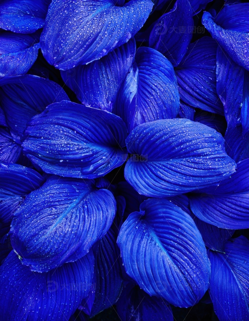 高清大图下载【趣麦麦图】带水珠的蓝色叶片集合
