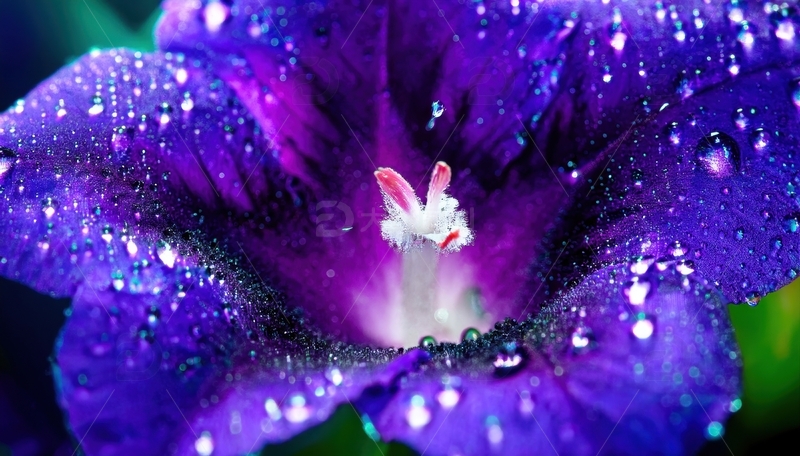 高清大图下载【趣麦麦图】带水珠的紫色喇叭花