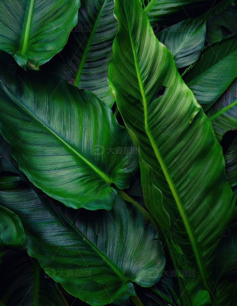 高清大图下载【趣麦麦图】大型绿色热带叶片群