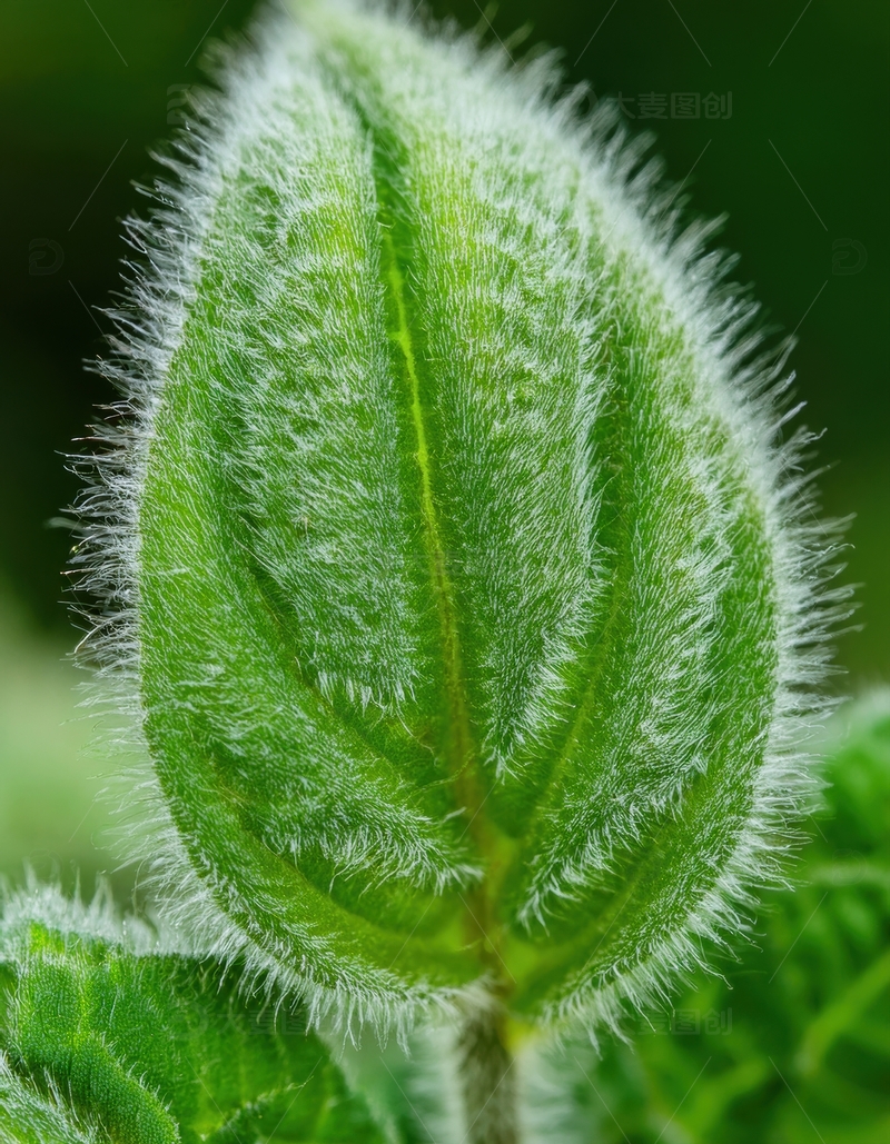 高清大图下载【趣麦麦图】带绒毛的圆润绿叶近景
