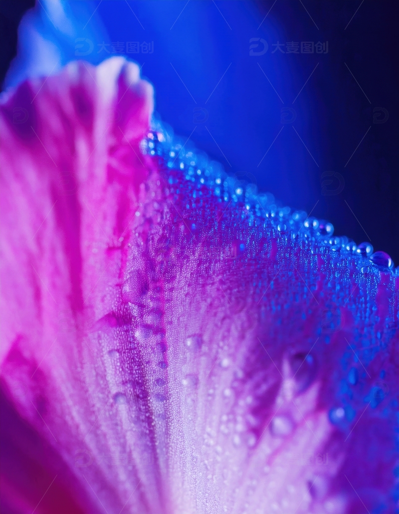 高清大图下载【趣麦麦图】粉蓝花瓣带水珠的景致