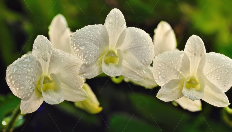 高清大图下载【趣麦麦图】带水珠的白色兰花特写