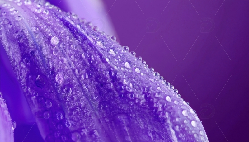 高清大图下载【趣麦麦图】覆水珠的紫色花瓣近景