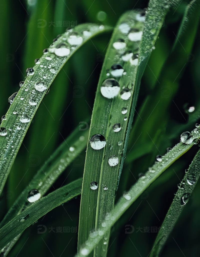 高清大图下载【趣麦麦图】带水珠的嫩绿草叶特写