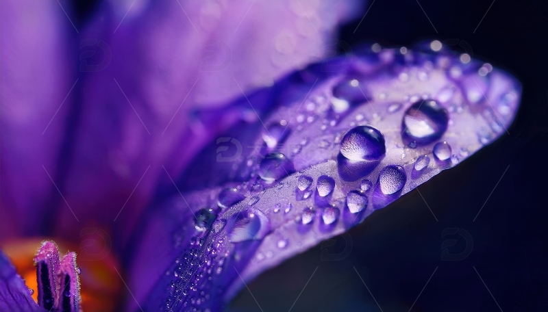 高清大图下载【趣麦麦图】带水珠的紫色花瓣景致1