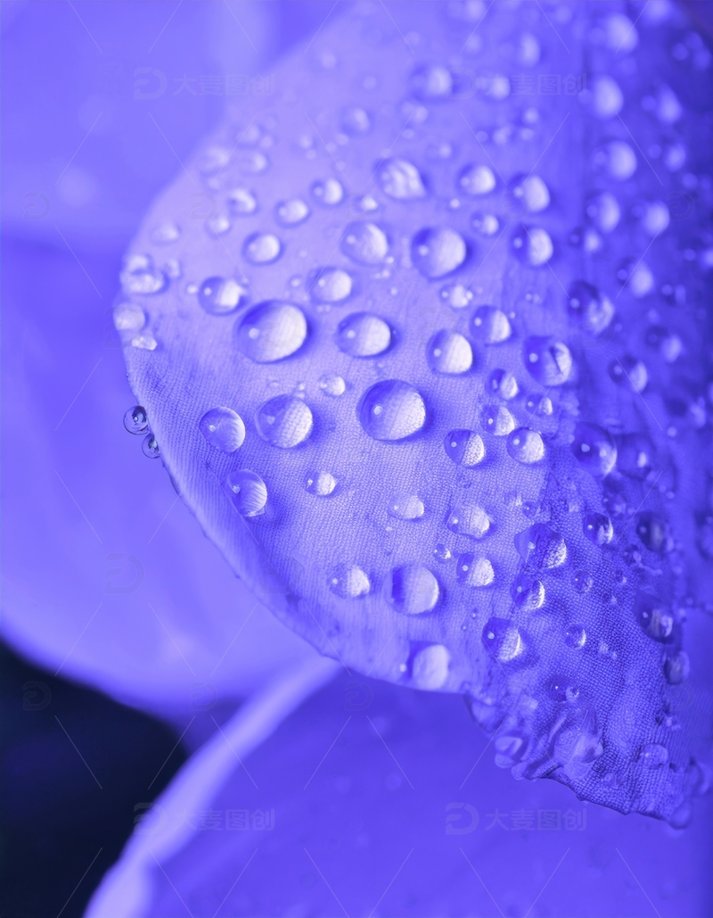 高清大图下载【趣麦麦图】紫色花瓣水珠分布景致