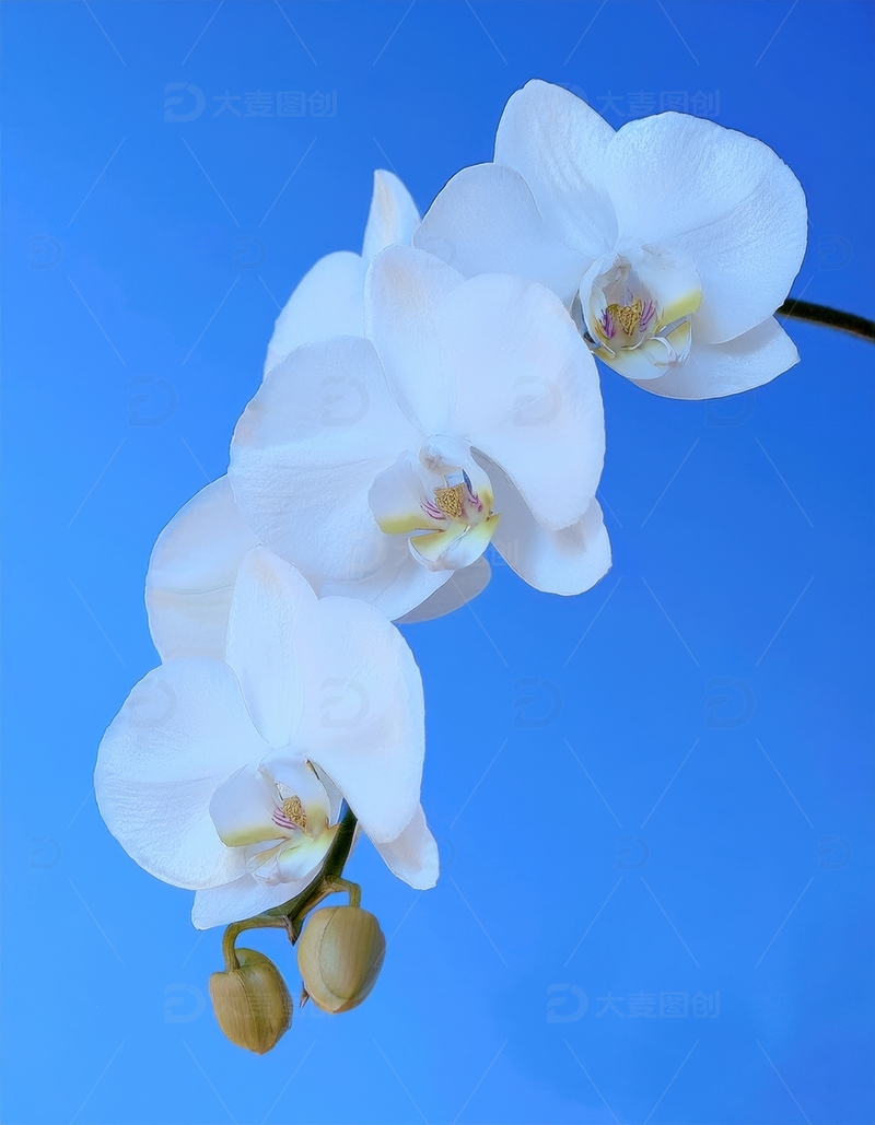 高清大图下载【趣麦麦图】蓝天映衬下的白色兰花