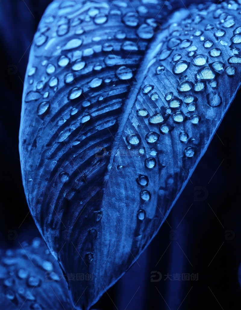 高清大图下载【趣麦麦图】蓝色叶片水珠纹理展示