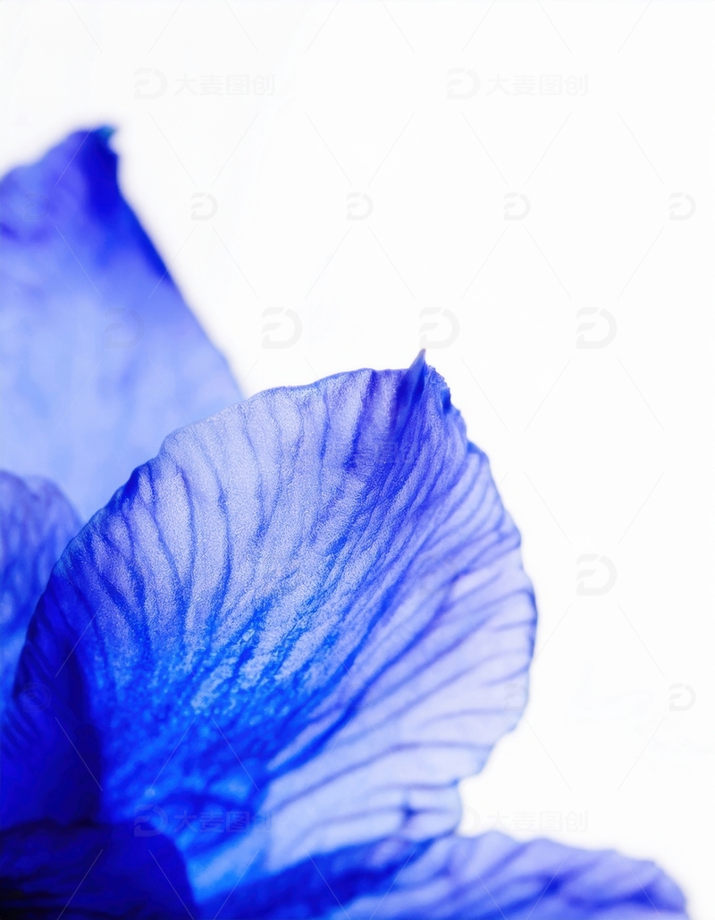 高清大图下载【趣麦麦图】蓝色花瓣的纹理特写