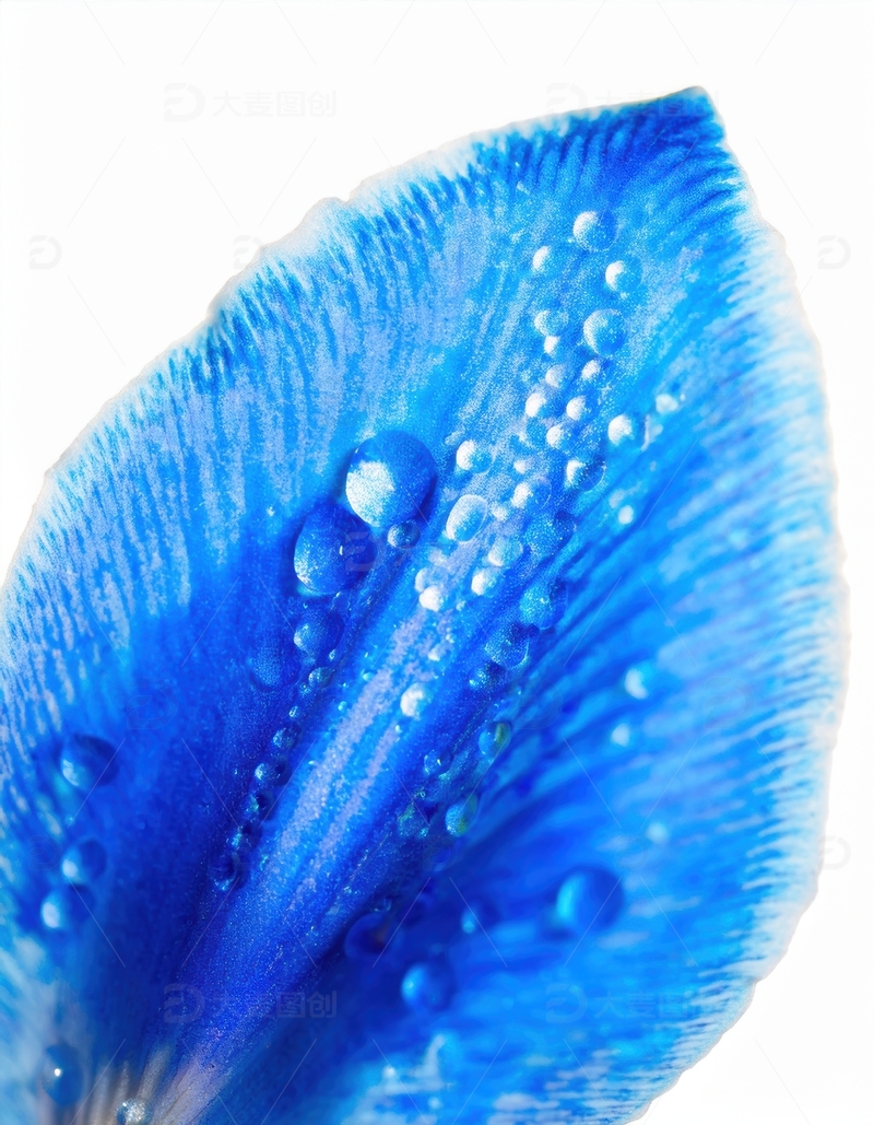 高清大图下载【趣麦麦图】蓝色花瓣水珠纹理