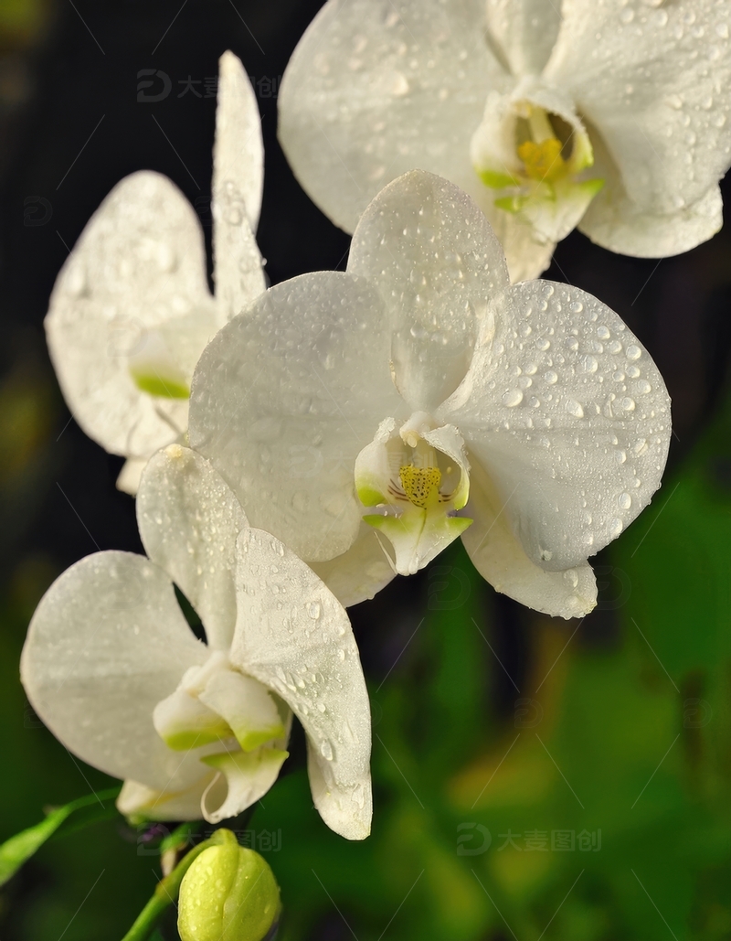 高清大图下载【趣麦麦图】覆水珠的白色兰花群