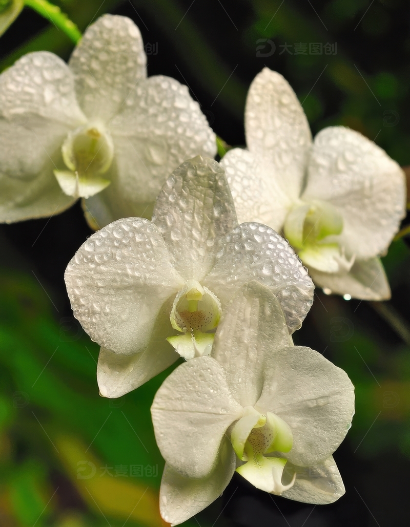 高清大图下载【趣麦麦图】带水珠的白色兰花景致