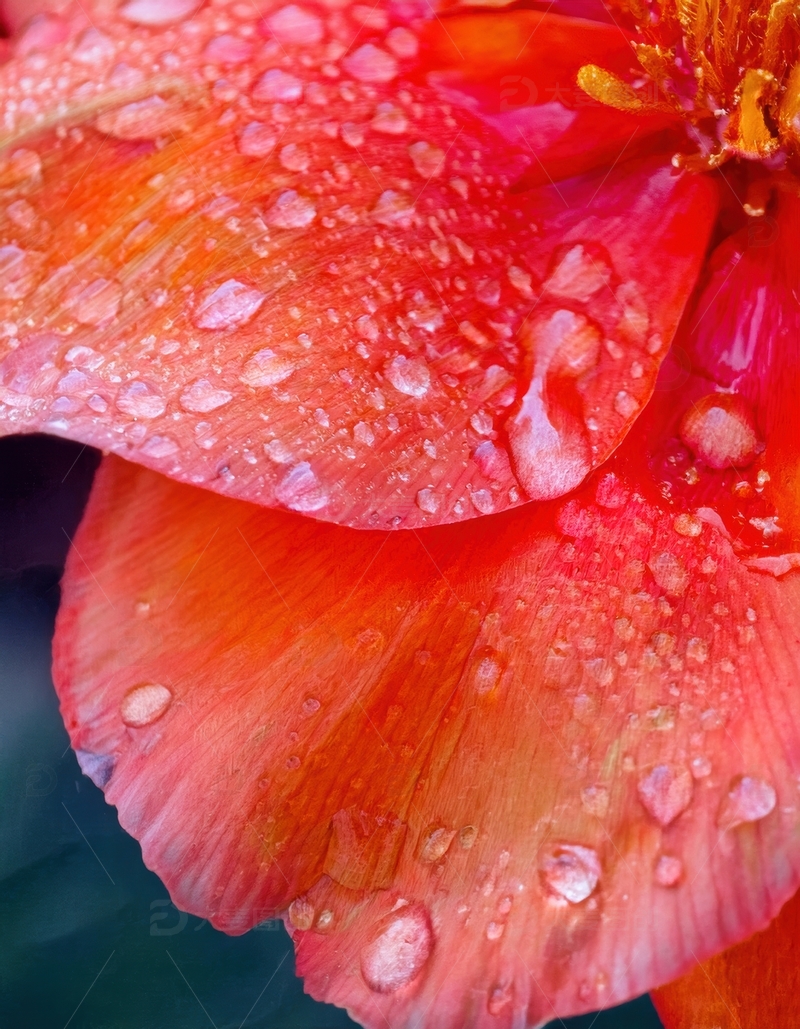 高清大图下载【趣麦麦图】带水珠的橙红色花朵