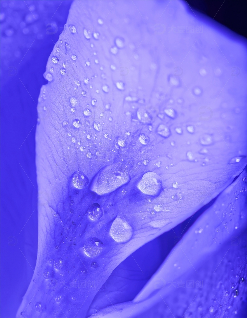 高清大图下载【趣麦麦图】覆水珠的紫色花瓣特写