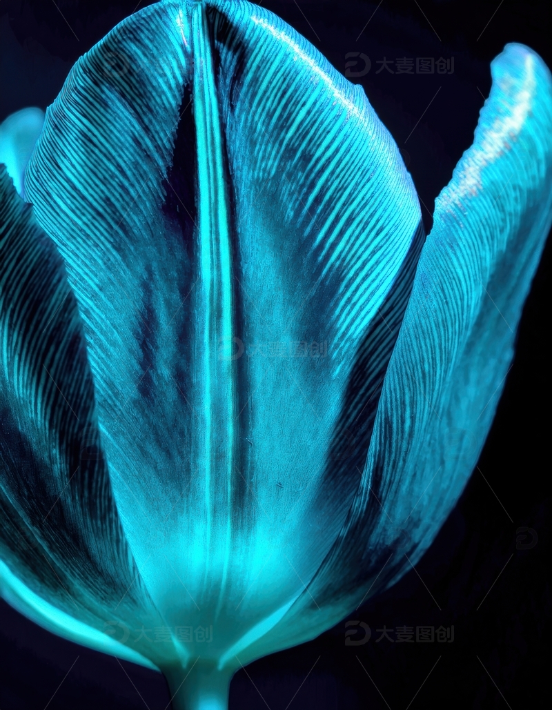 高清大图下载【趣麦麦图】蓝绿色郁金香花瓣