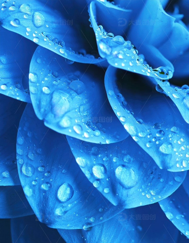 高清大图下载【趣麦麦图】蓝色花瓣上的水珠集合