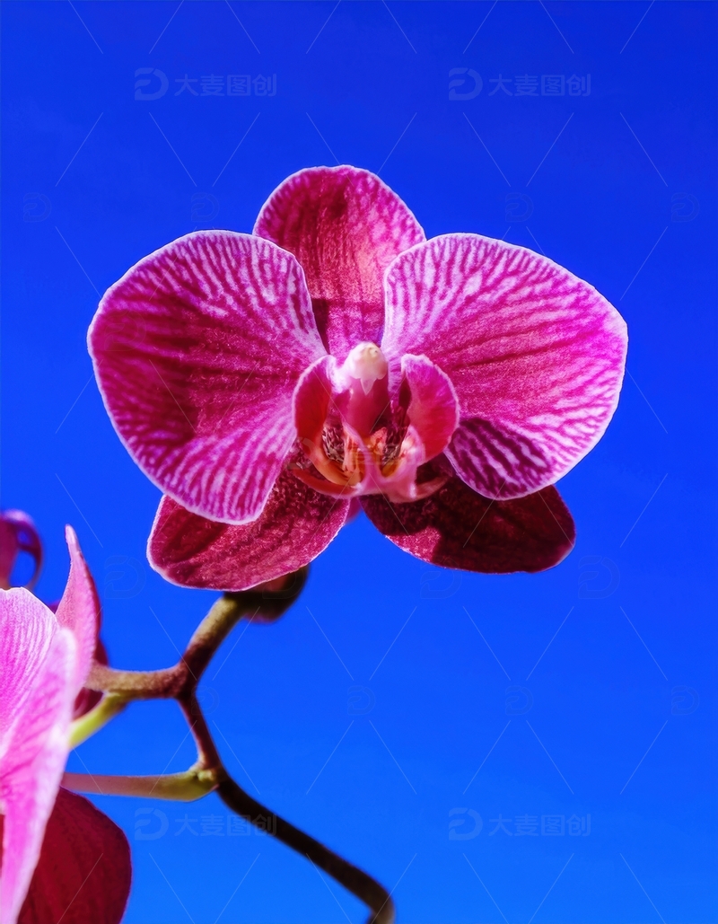 高清大图下载【趣麦麦图】紫红色兰花的精致细节