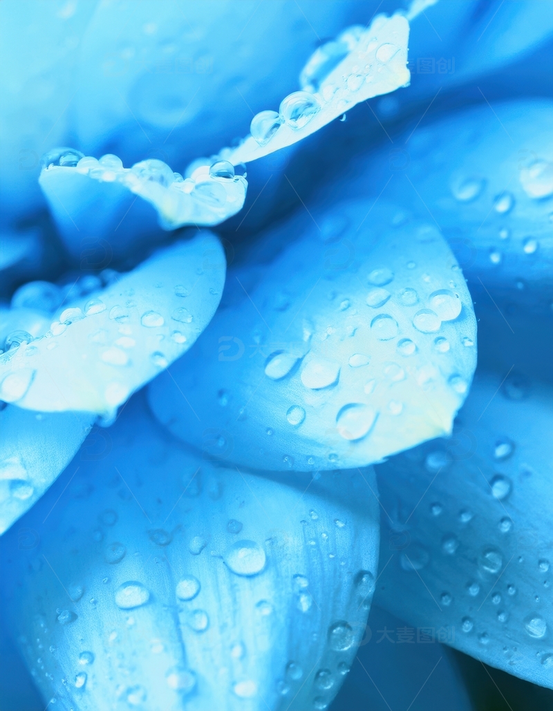 高清大图下载【趣麦麦图】覆水珠的蓝色花瓣特写
