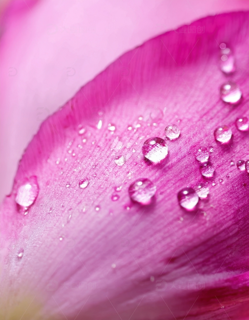高清大图下载【趣麦麦图】粉色花瓣水珠特写