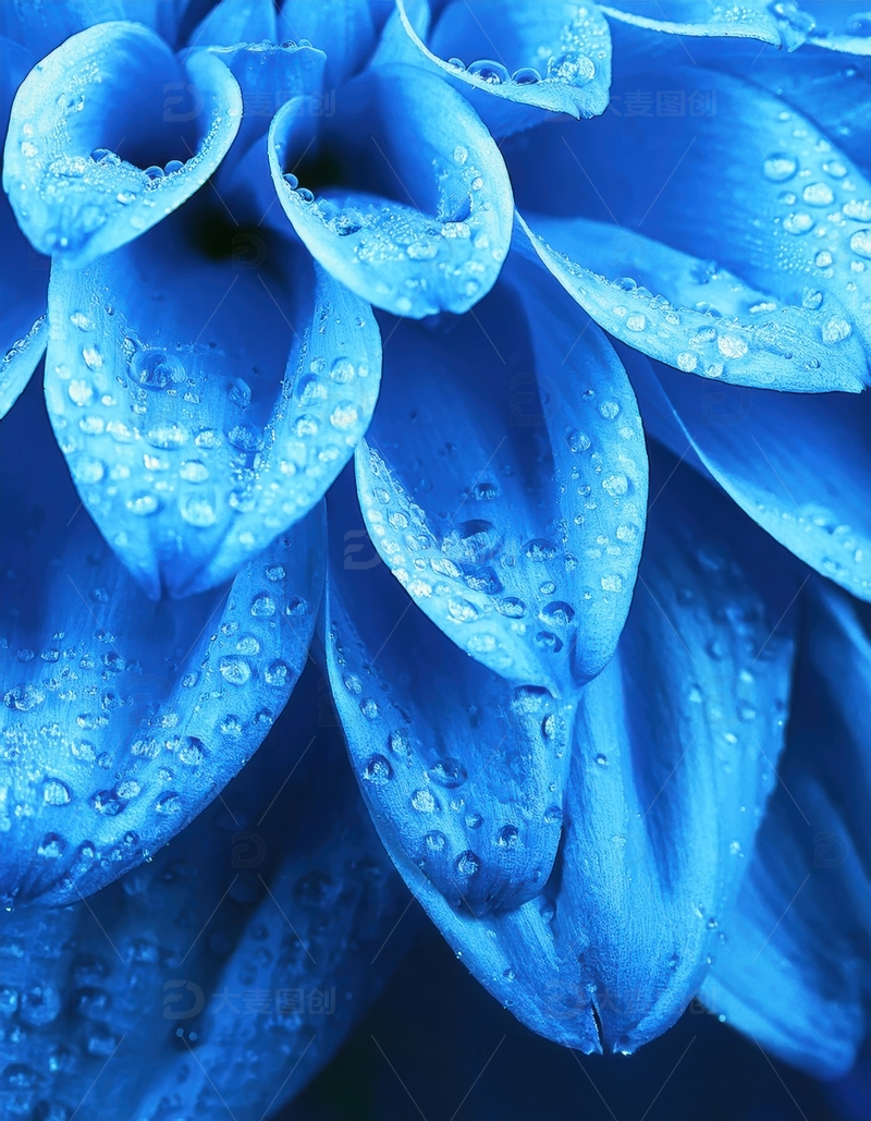 高清大图下载【趣麦麦图】覆水珠的蓝色花瓣特写1