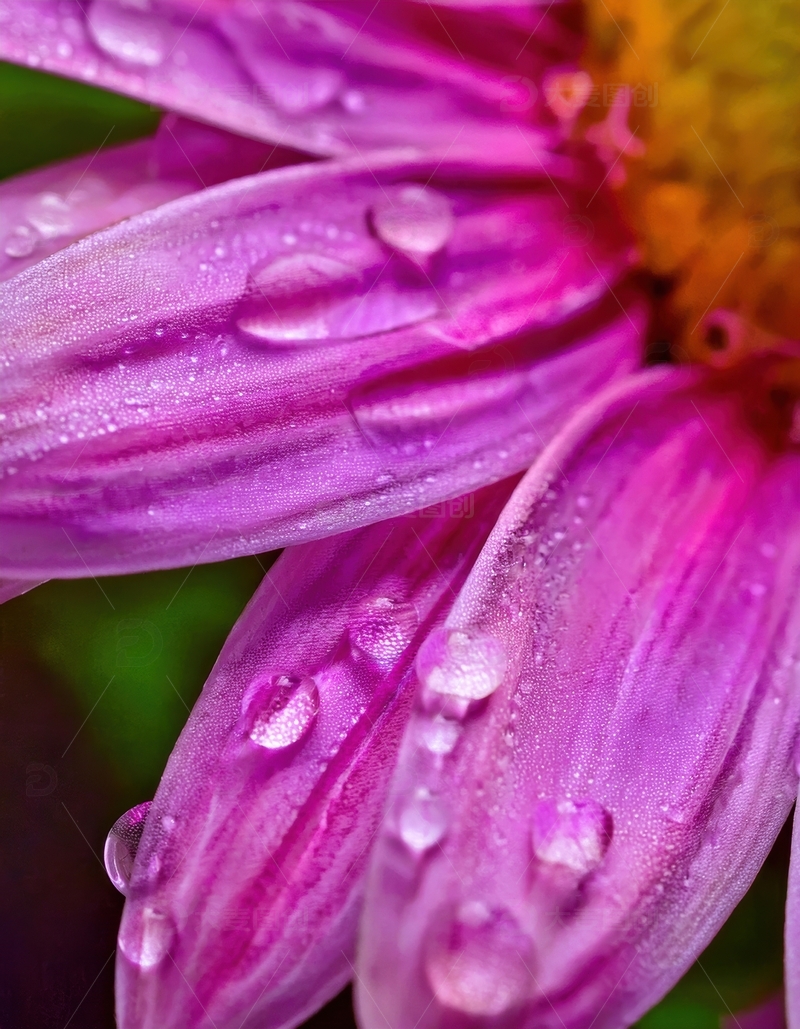 高清大图下载【趣麦麦图】紫色花瓣水珠分布画面