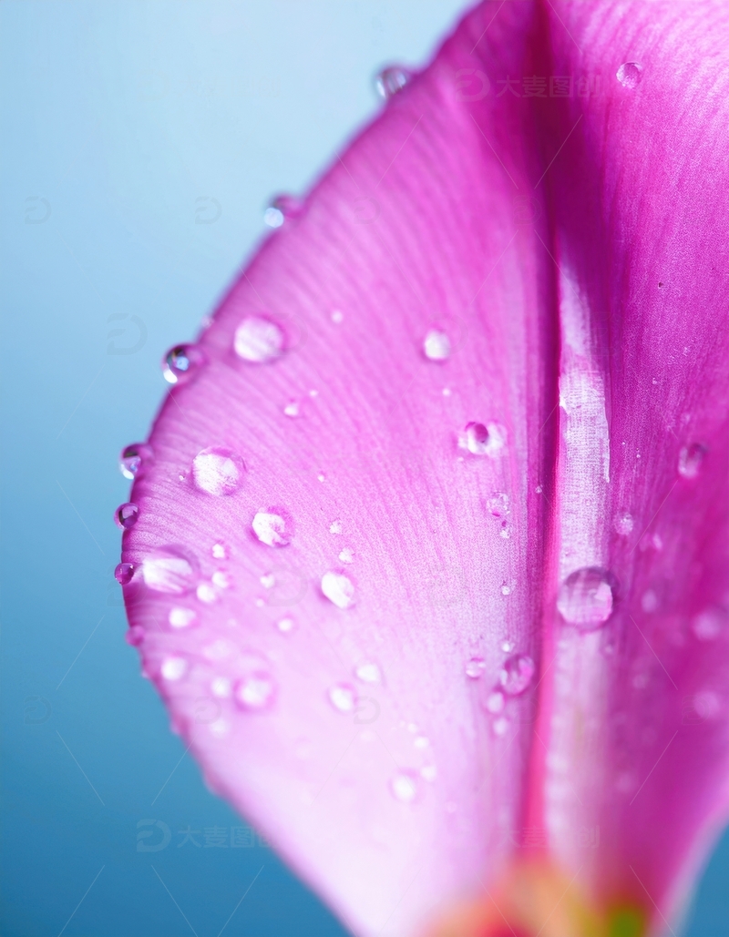 高清大图下载【趣麦麦图】覆水珠的粉色花瓣近景