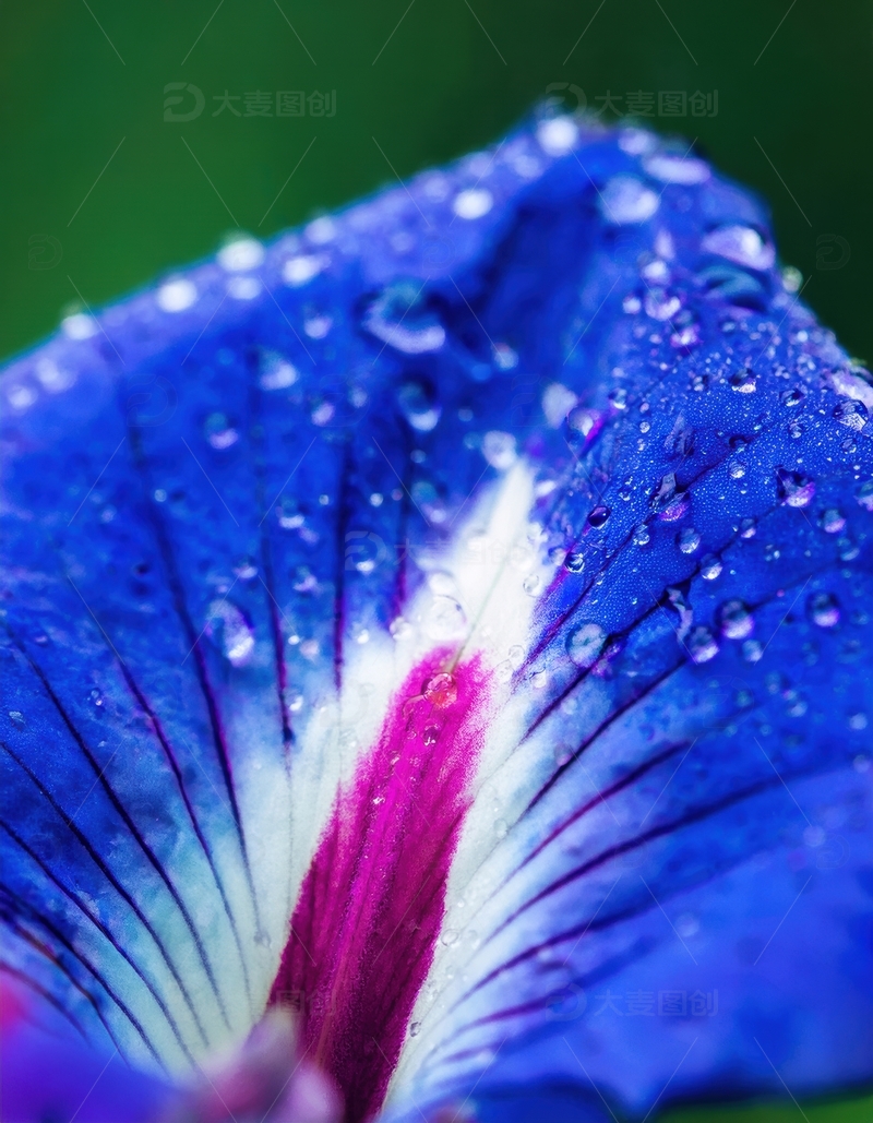 高清大图下载【趣麦麦图】蓝粉花瓣带水珠的画面