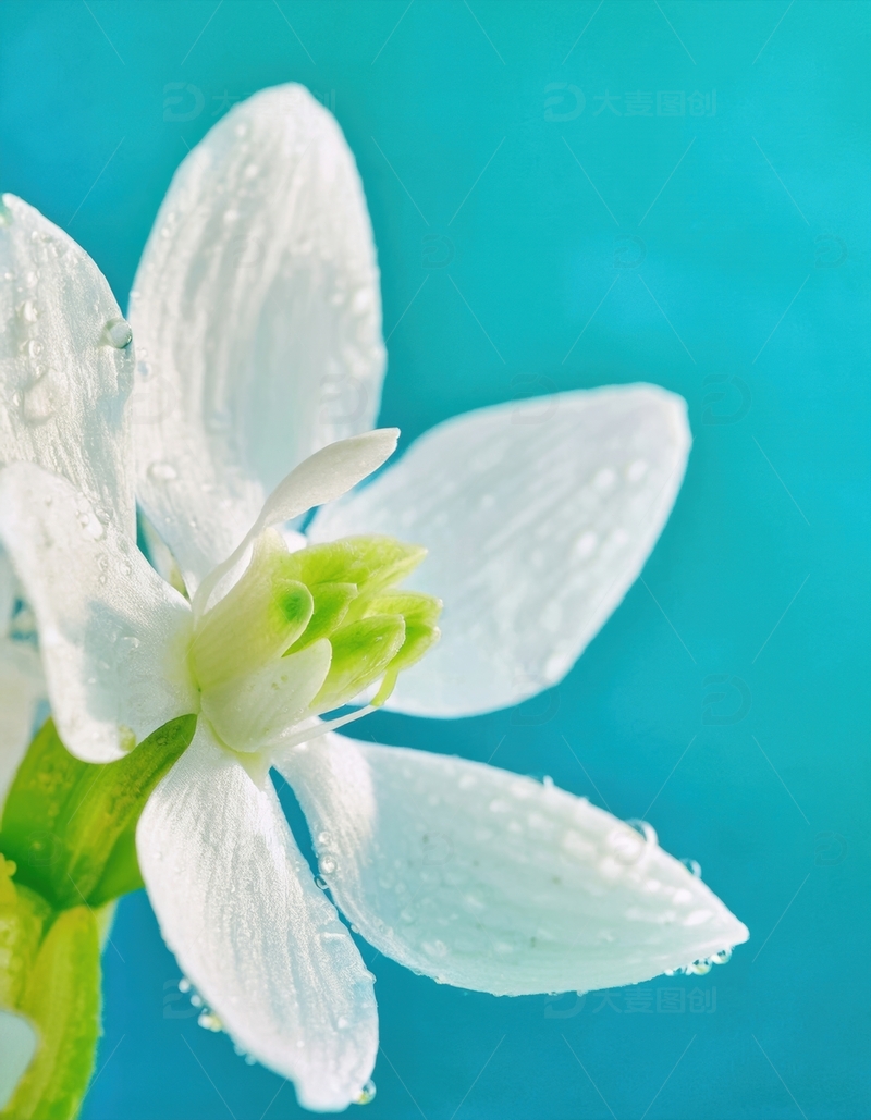 高清大图下载【趣麦麦图】带水珠的白色小花