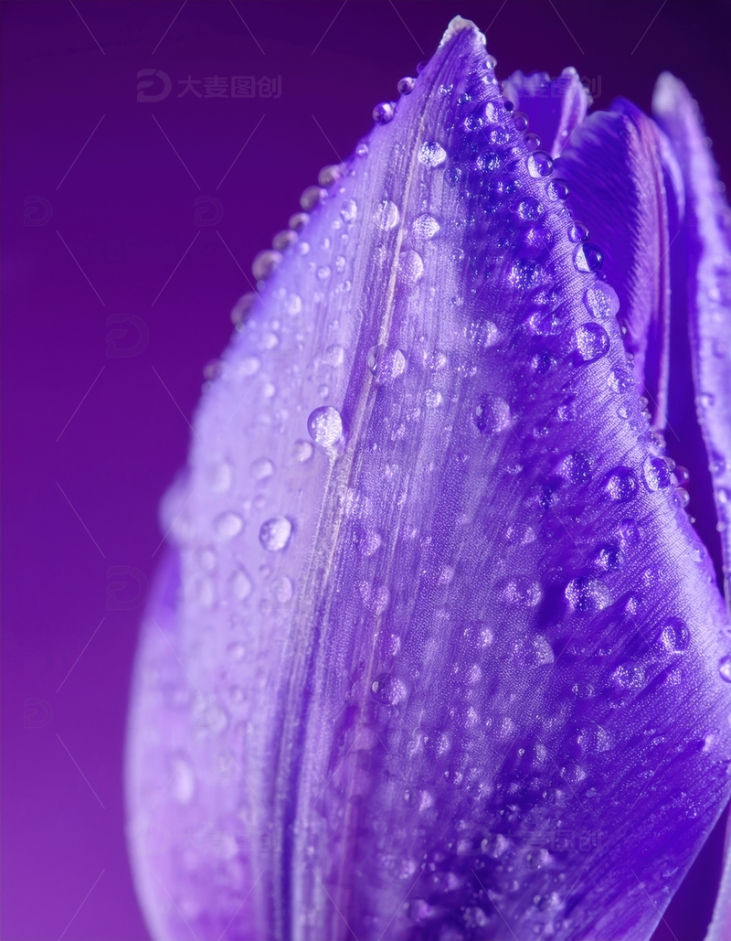 高清大图下载【趣麦麦图】覆水珠的紫色郁金香