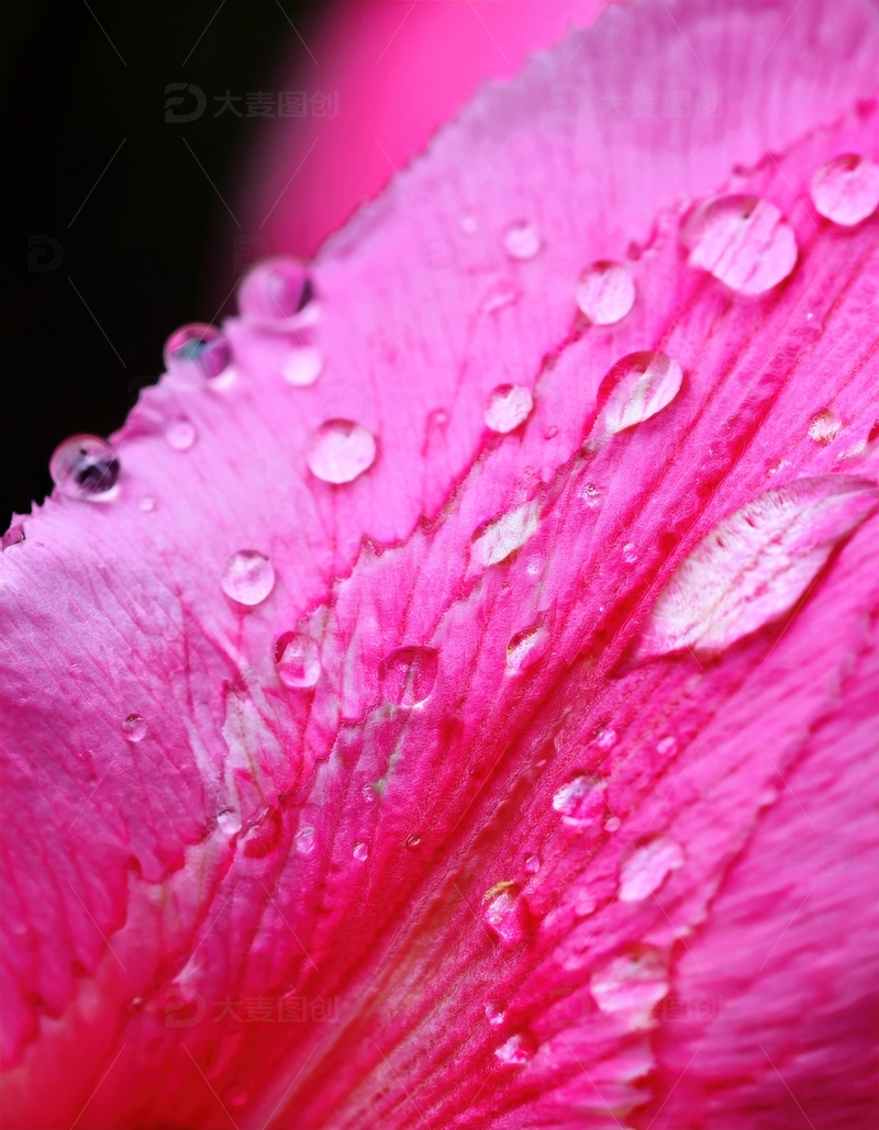 高清大图下载【趣麦麦图】蓝色花瓣水珠覆盖景象