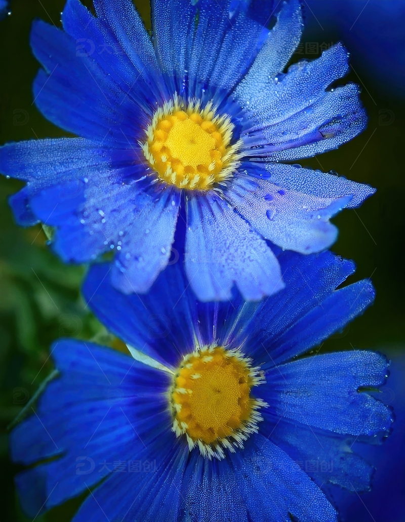 高清大图下载【趣麦麦图】带水珠的蓝色花朵特写
