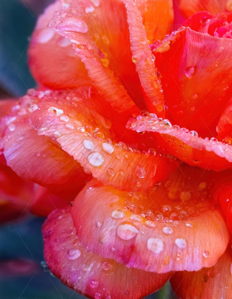 高清大图下载【趣麦麦图】-覆水珠的橙红色花瓣