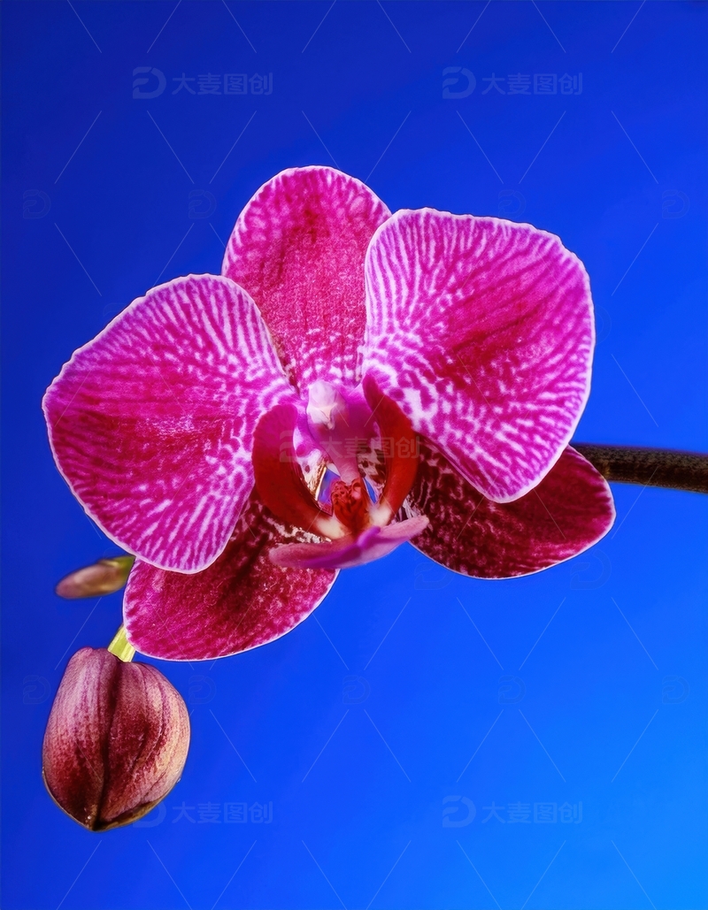 高清大图下载【趣麦麦图】鲜艳的紫红色兰花特写