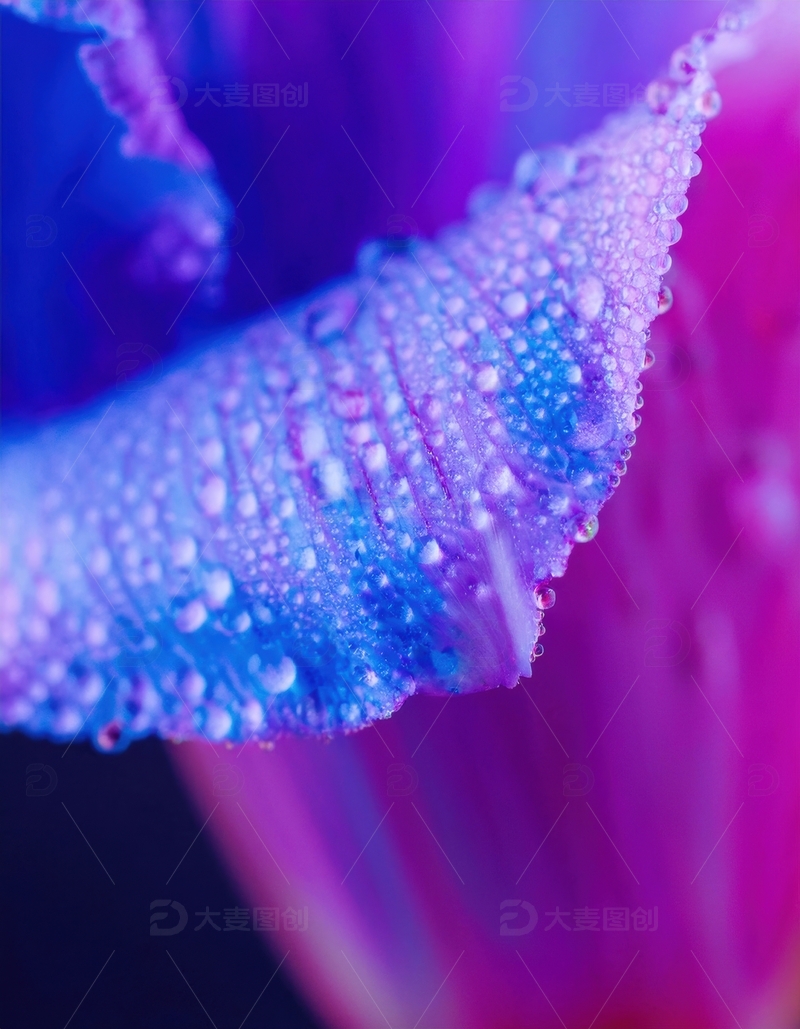 高清大图下载【趣麦麦图】粉蓝花瓣水珠细节特写