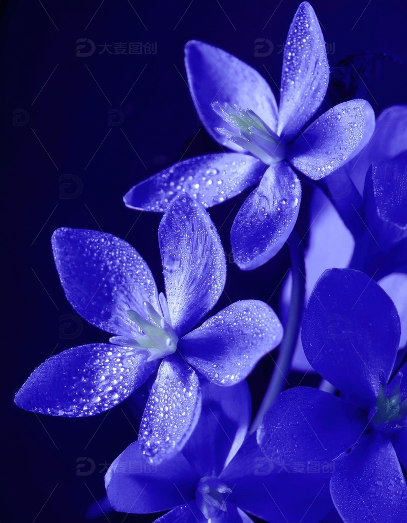 高清大图下载【趣麦麦图】覆水珠的蓝色花卉群