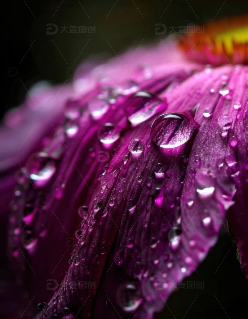 高清大图下载【趣麦麦图】带水珠的紫色花瓣特写