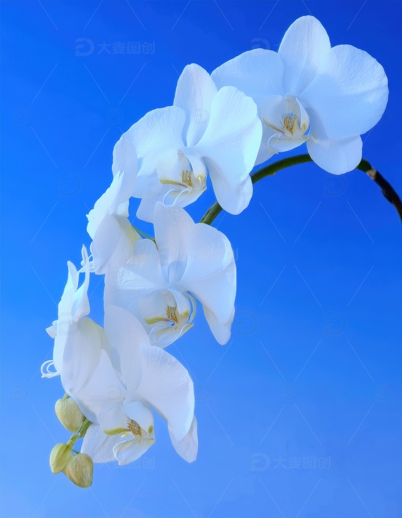 高清大图下载【趣麦麦图】白色兰花的优雅姿态