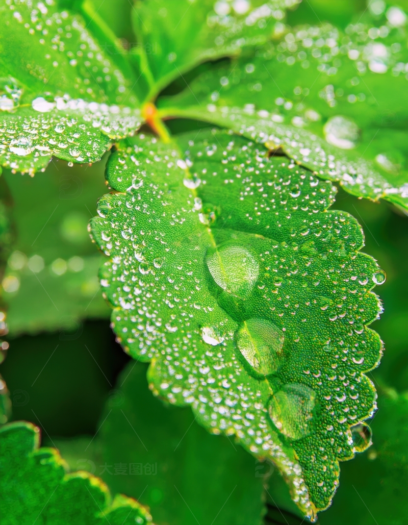 高清大图下载【趣麦麦图】带水珠的翠绿锯齿叶片